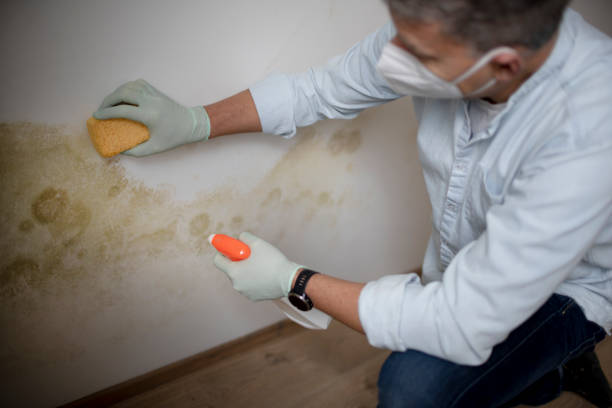 Best Black Mold Remediation in Arnaudville, LA