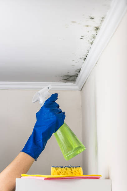 Best DIY Mold Remediation Support Services in Arnaudville, LA